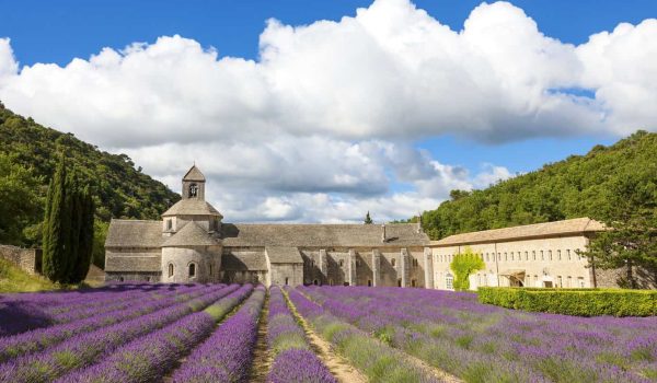 abbey-senanque-blooming-rows-lavender-flowers-gordes-luberon-vaucluse-provence-france-europe